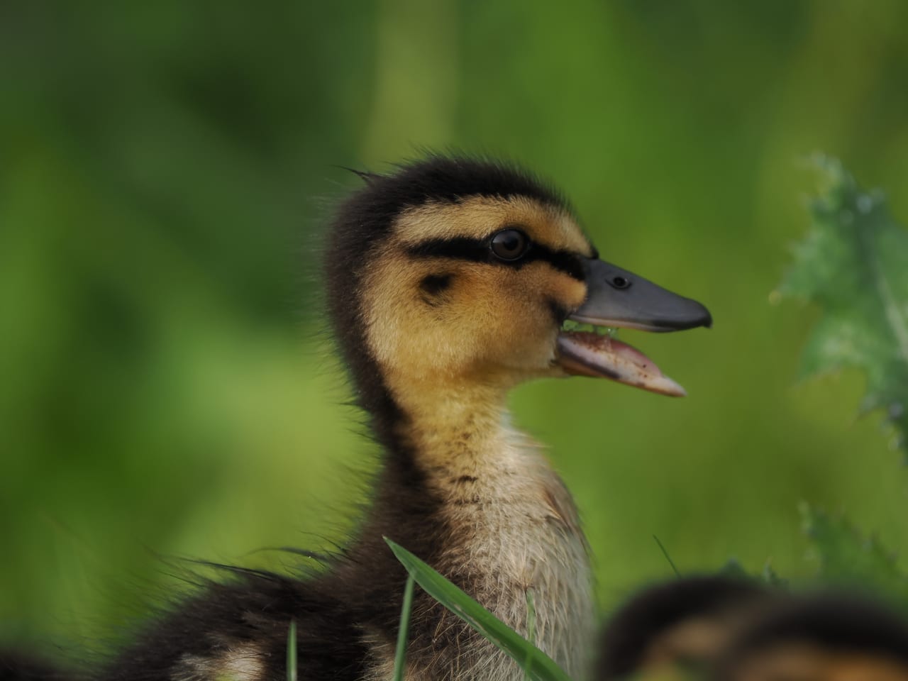 Mallard duckling calling from green grass