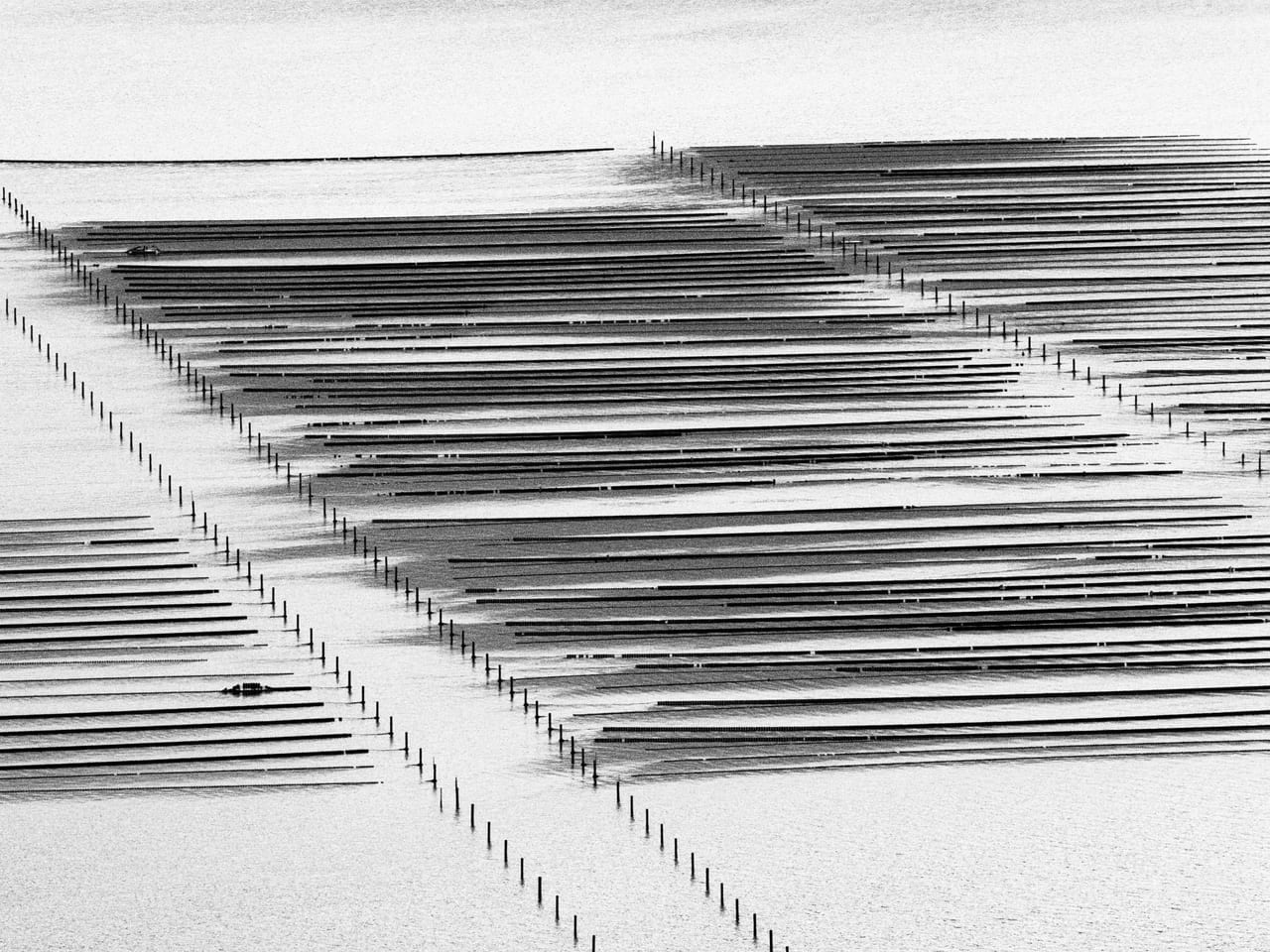Parallel aquaculture lines crossing pale water in black and white